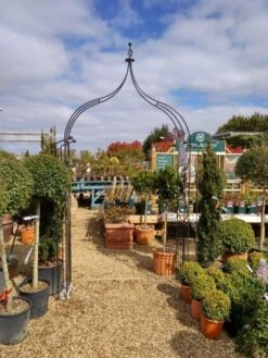 Poppy Forge Flower Arch Ogee -Lawn and plant care Store 53242 26533